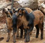 image of San Clemente goat kids