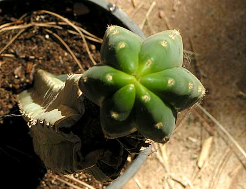 Image of the growth center of a euphorbia