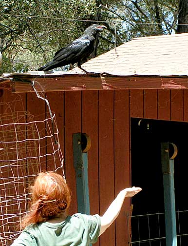 Author feeding a raven