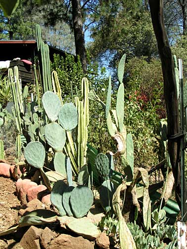 Image of cactus and euphorbias