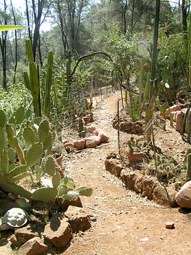 Image of path through the euphorbia and cactus collection at PsiKeep