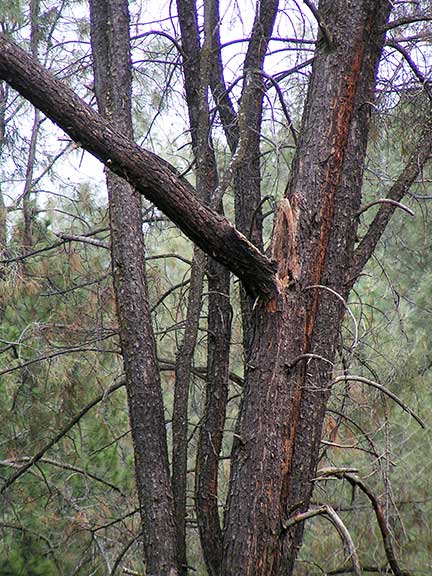 Detail of the broken limb hanging 90 feet in the air.
