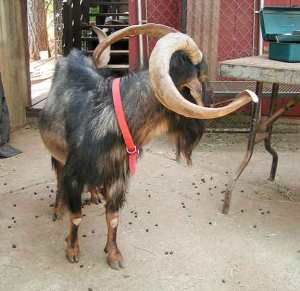 Image of goat horn.