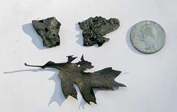 Samples of two cinders and a charred leaf found in the driveway after the fire had passed.