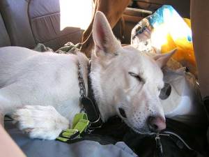 Tired dog in the back seat of the truck.