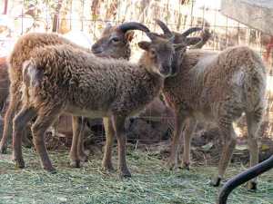 Three Soay sheep on their first day at PsiKeep